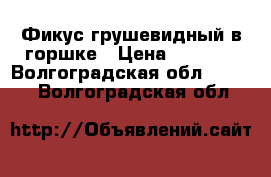 Фикус грушевидный в горшке › Цена ­ 2 000 - Волгоградская обл.  »    . Волгоградская обл.